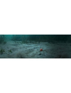 Kulki i pellety haczykowe